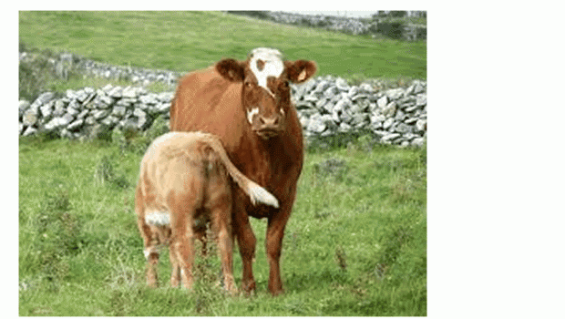 Livestock Safety Inspection Campaign